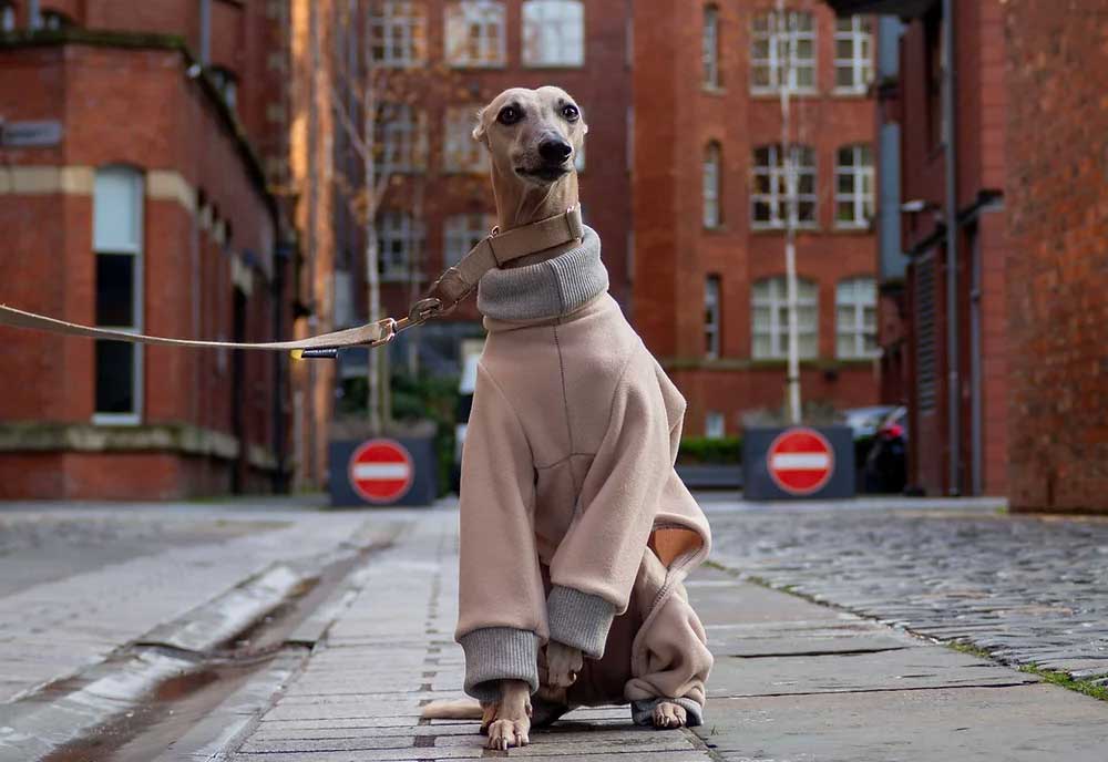 doggie glamour shots